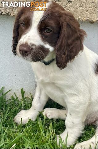 English Springer Spaniel