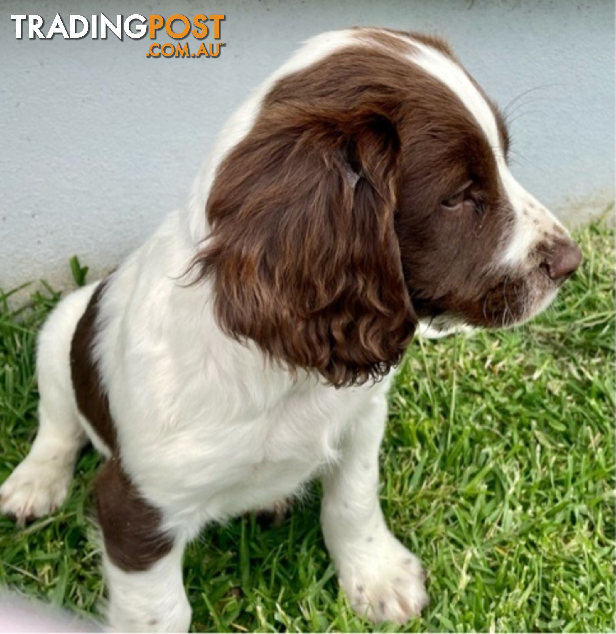 English Springer Spaniel