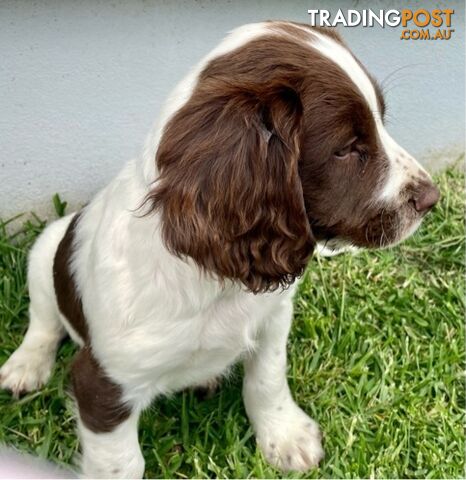 English Springer Spaniel