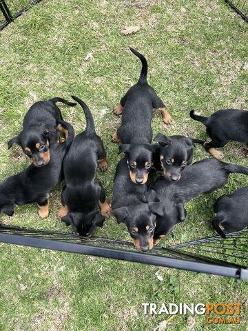 Kelpie Pups