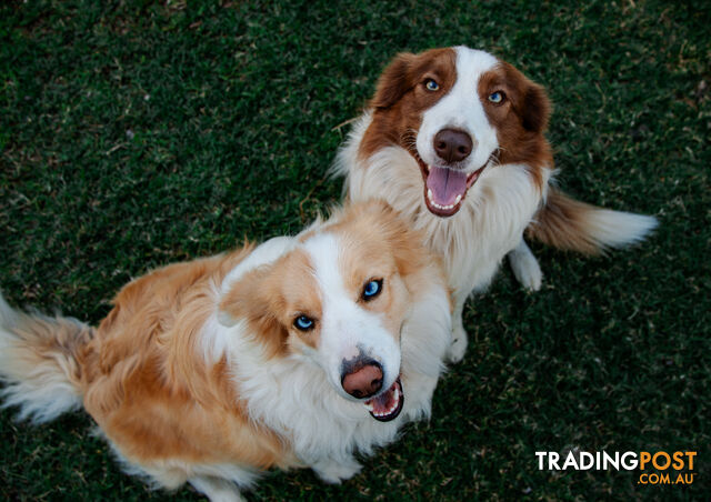 PEDIGREE PURE BRED BORDER COLLIE PUPS