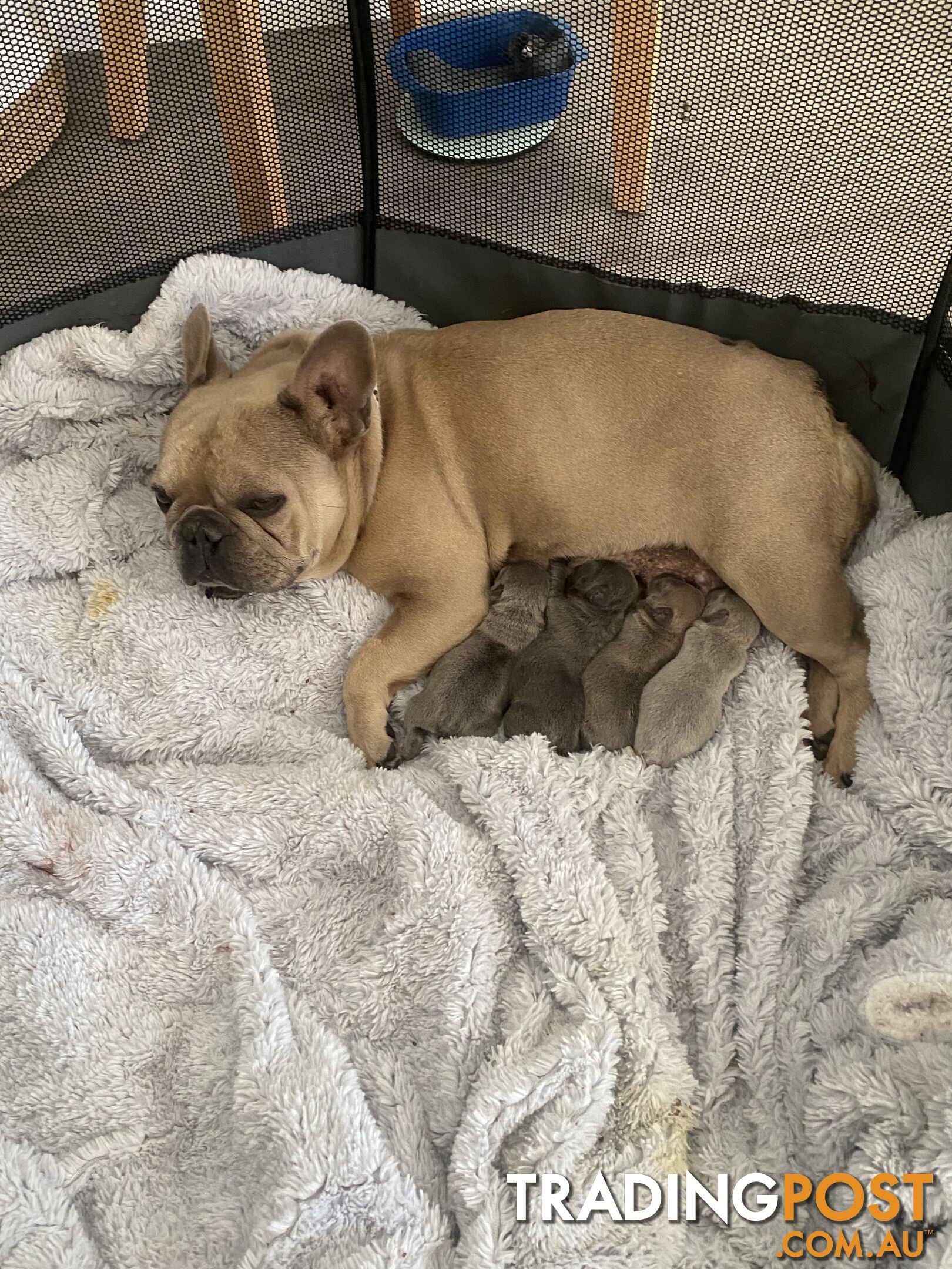 French Bulldog puppies