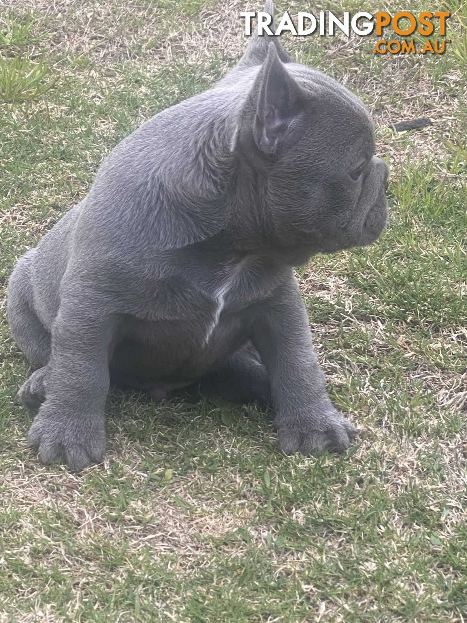 French Bulldog puppies