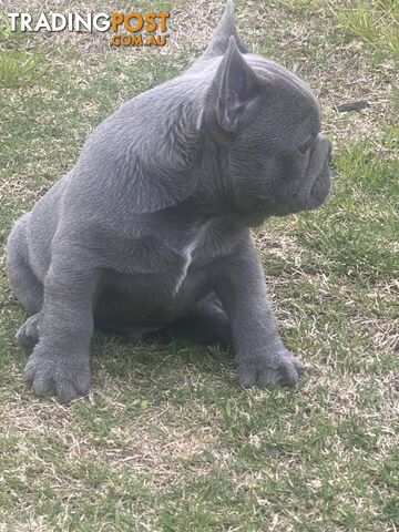 French Bulldog puppies