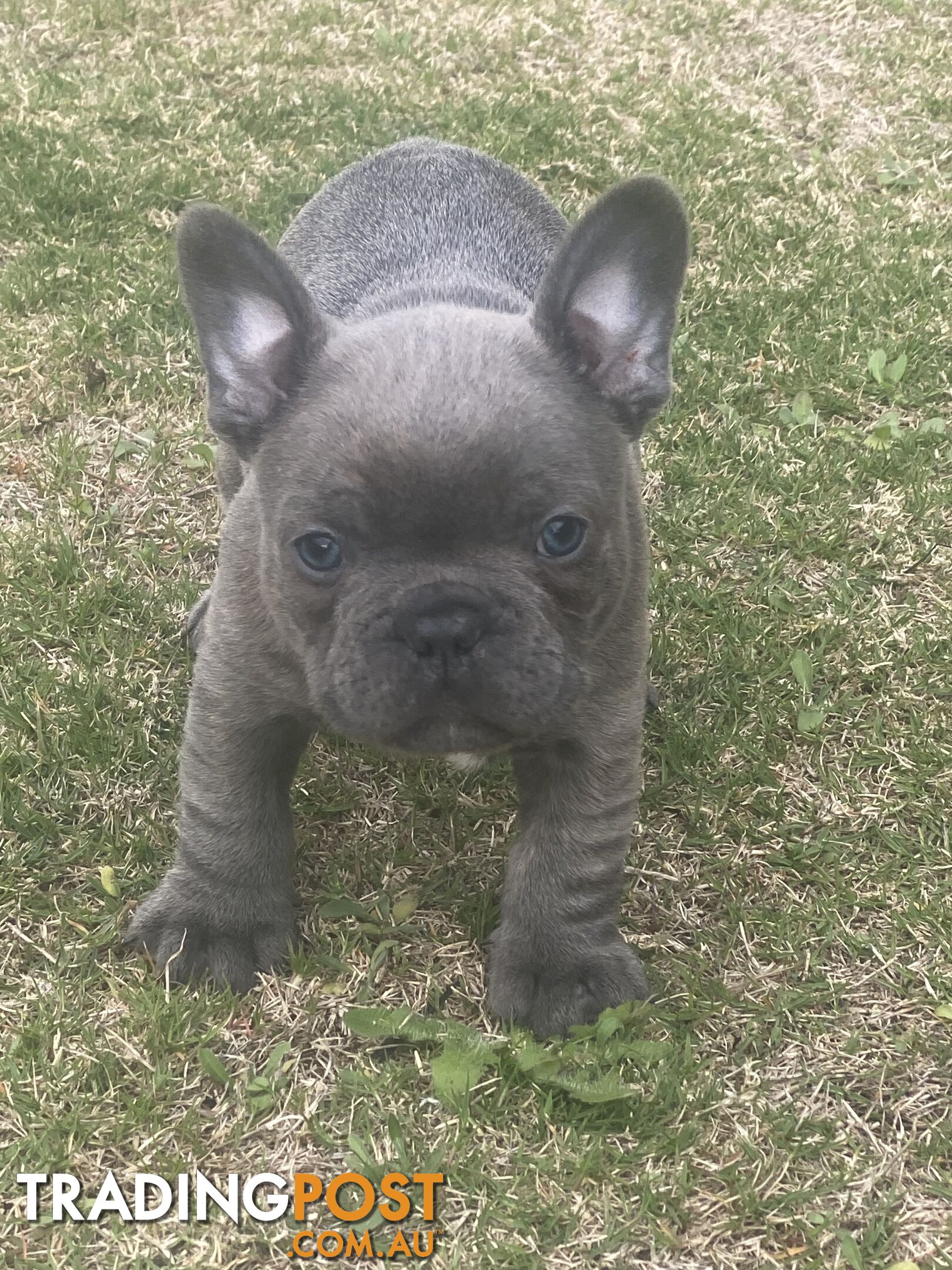 French Bulldog puppies