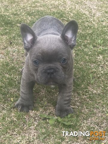 French Bulldog puppies