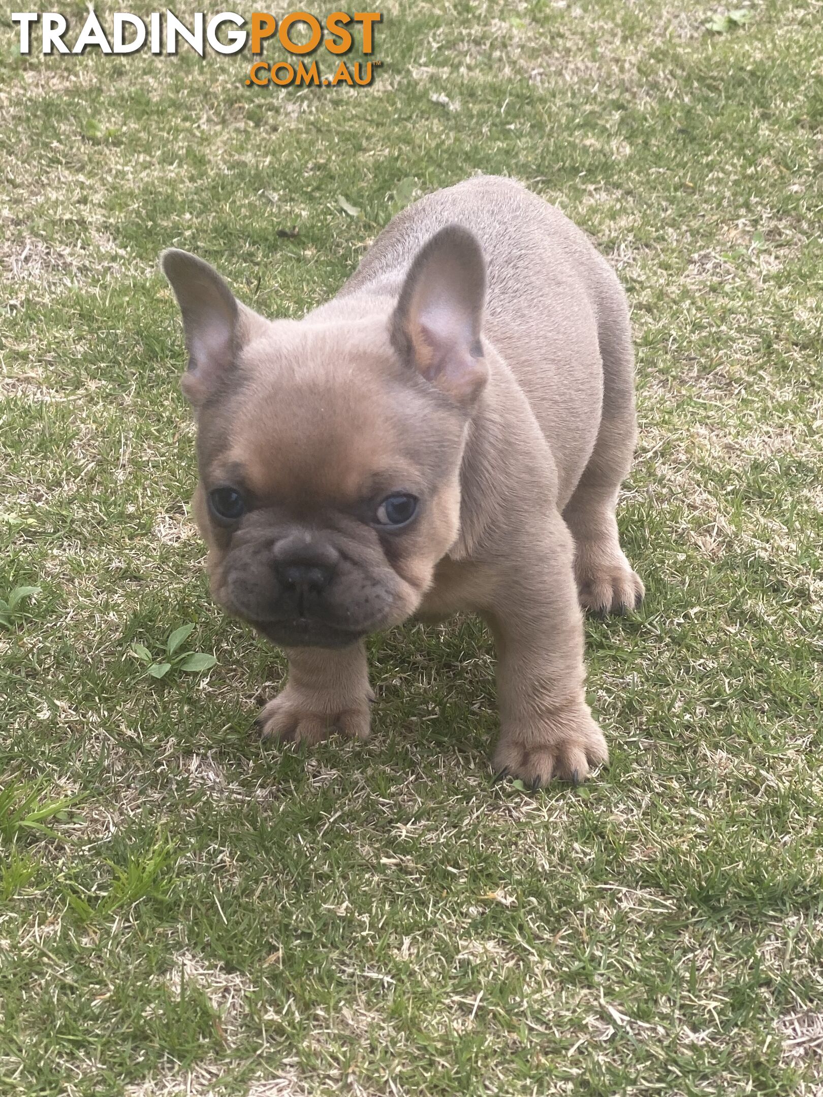 French Bulldog puppies