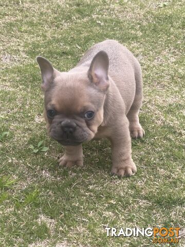 French Bulldog puppies