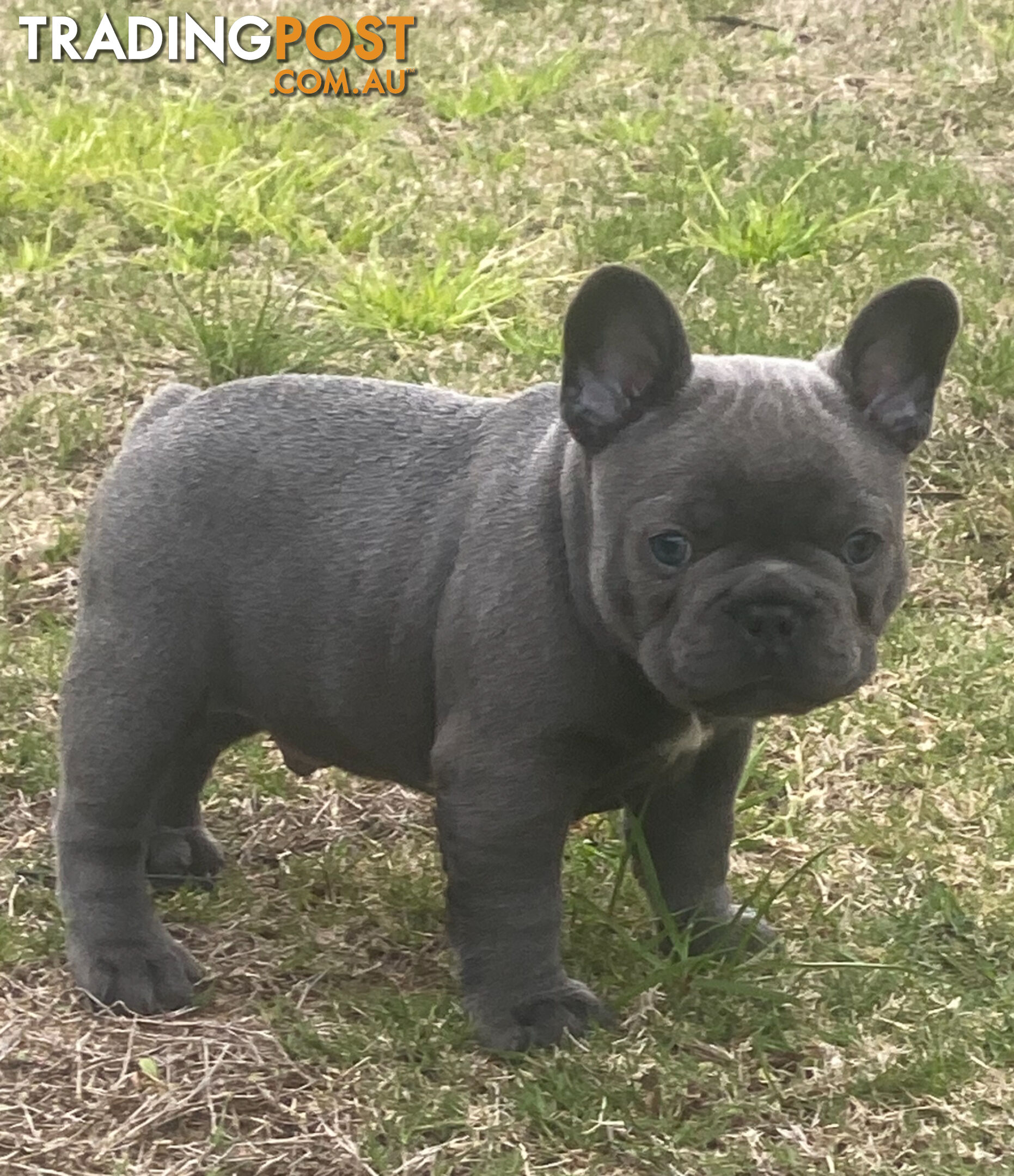 French Bulldog puppies