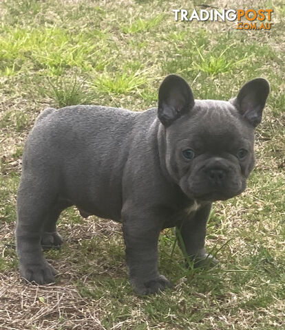 French Bulldog puppies