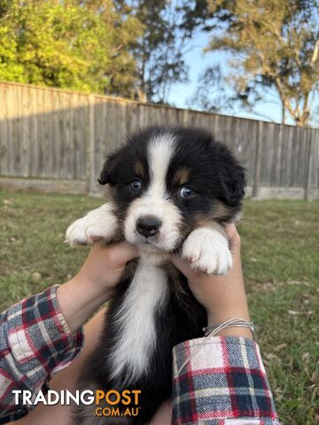 Australian Shepherd Puppies!!