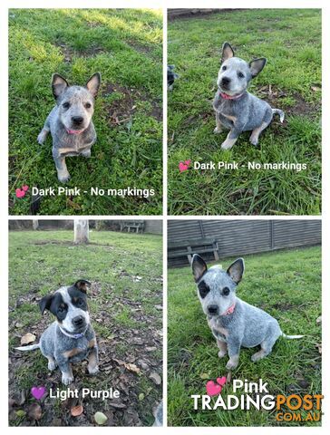 Beautiful Blue Heeler Pups