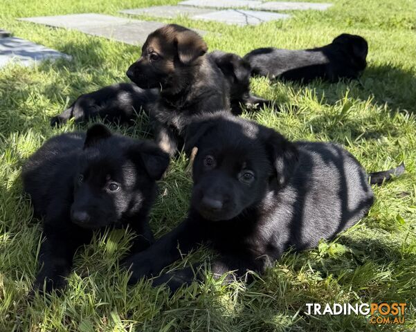 German Shepherd Puppies