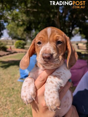 Mini Dachshund pups