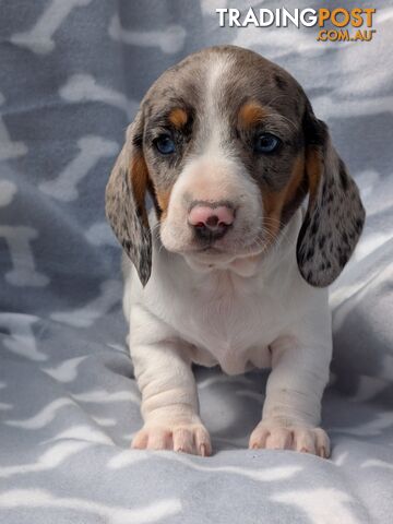 Mini Dachshund pups