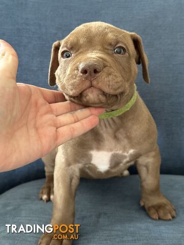 American Bully Pups