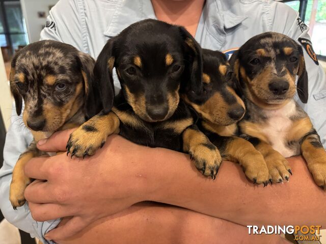 Miniature Dachshund puppies