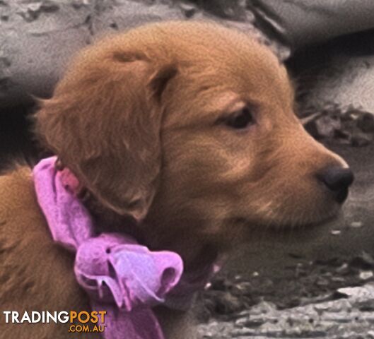 Golden retriever puppies. 9 weeks old.