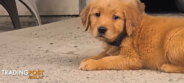 Golden retriever puppies. 10 weeks old.