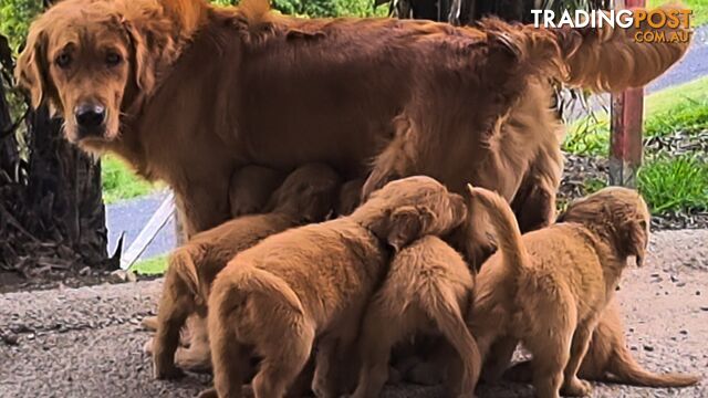 Golden retriever puppies. 10 weeks old.