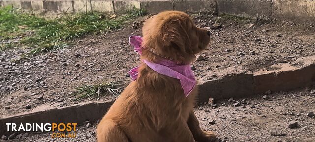 Golden retriever puppies. 10 weeks old.