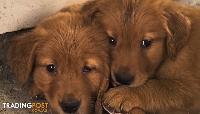 Golden retriever puppies. 10 weeks old.