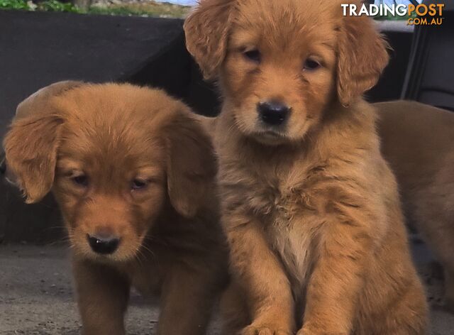 Golden retriever puppies. 9 weeks old.