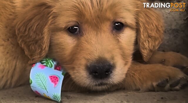 Golden retriever puppies. 10 weeks old.