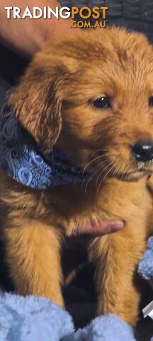 Golden retriever puppies. 9 weeks old.