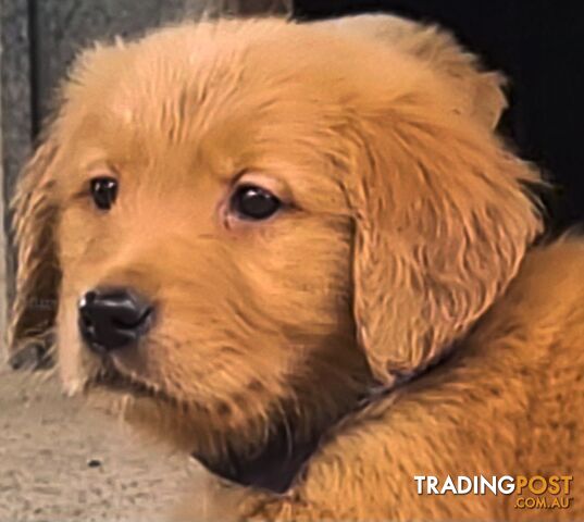 Golden retriever puppies. 9 weeks old.