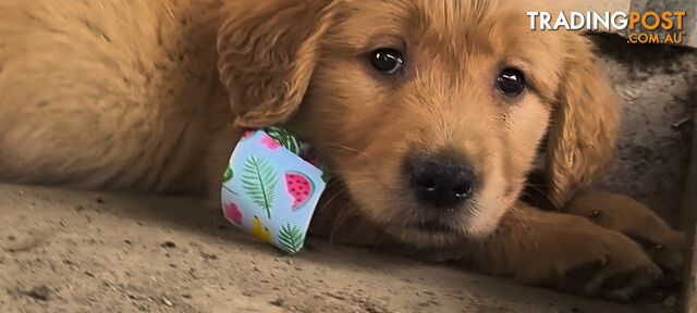 Golden retriever puppies. 9 weeks old.