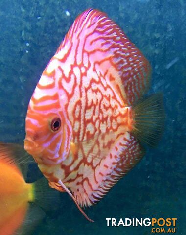 Arowana fish for sale and full tank setup for sale