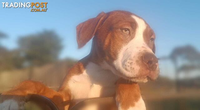 Gorgeous staffy puppies