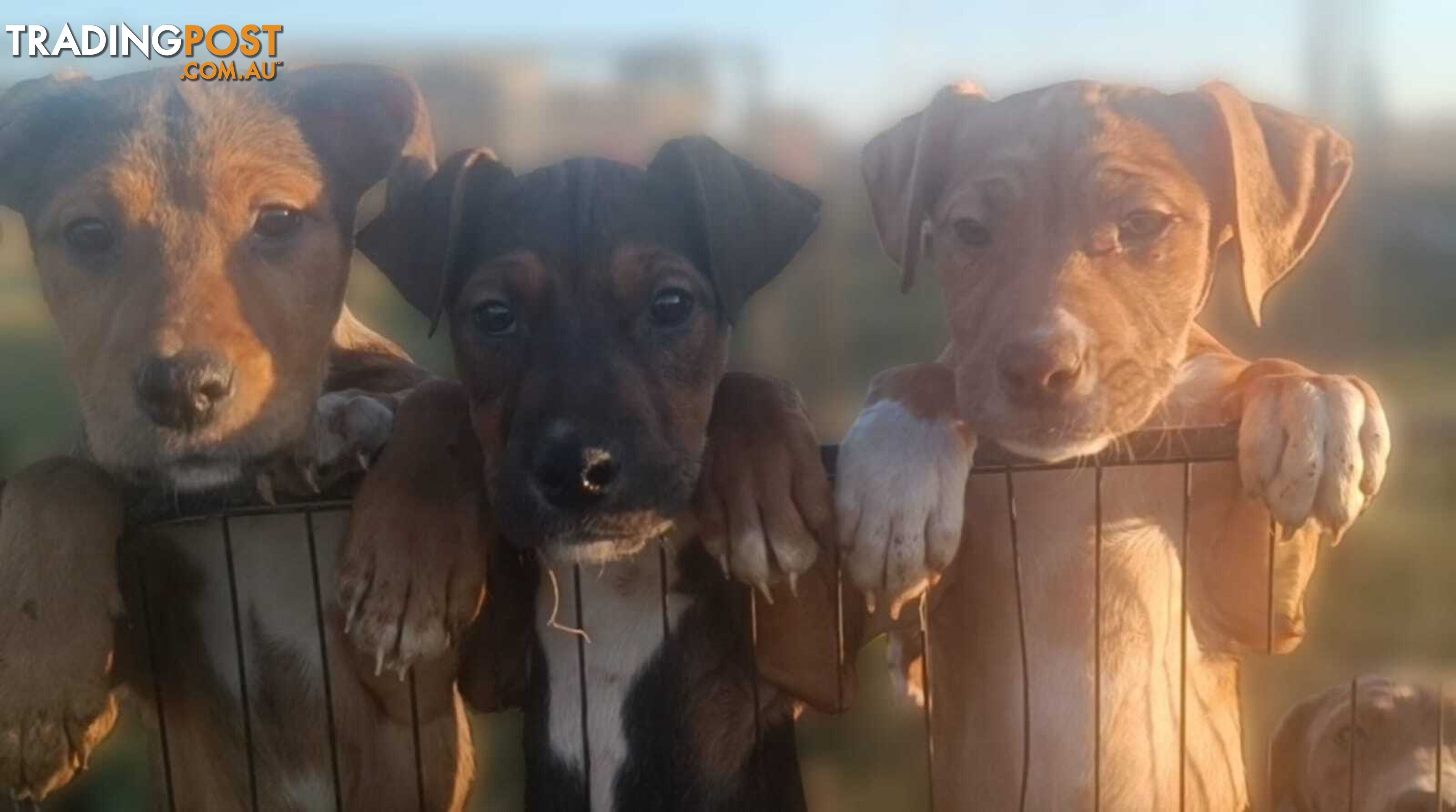 Gorgeous staffy puppies