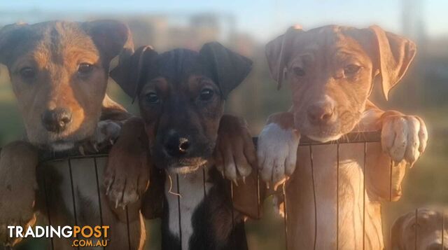 Gorgeous staffy puppies