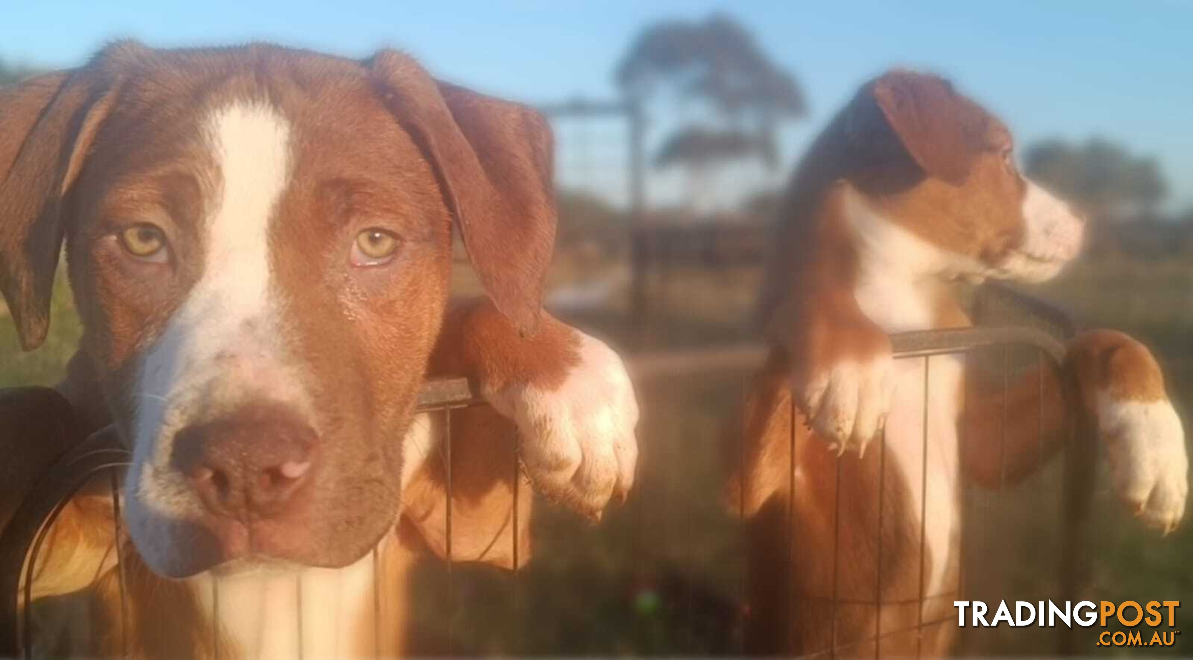 Gorgeous staffy puppies