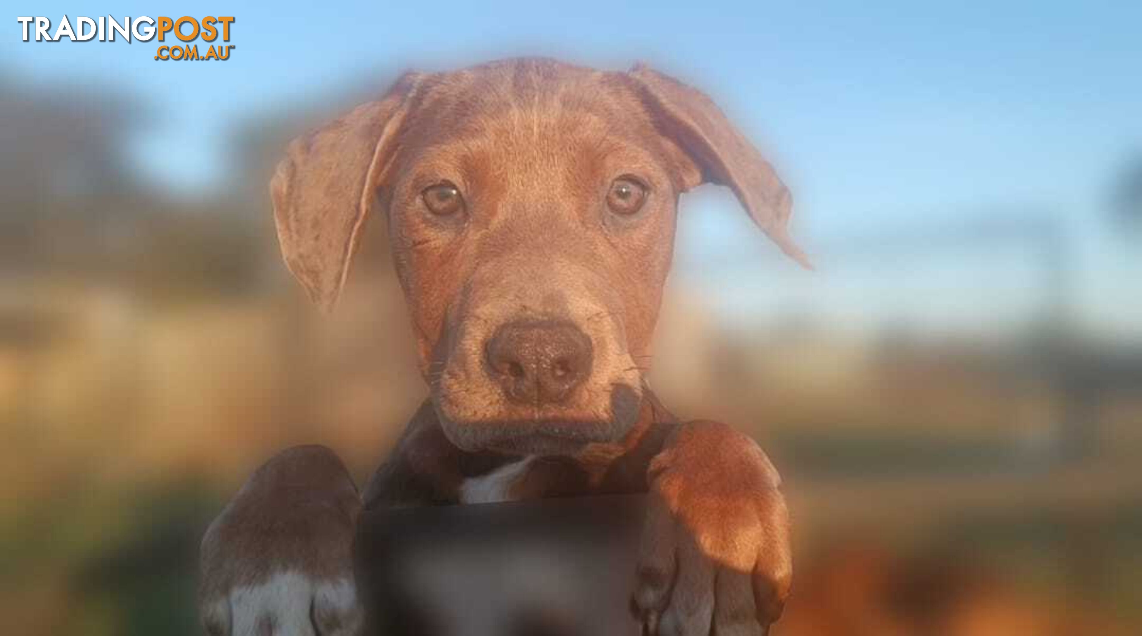 Gorgeous staffy puppies