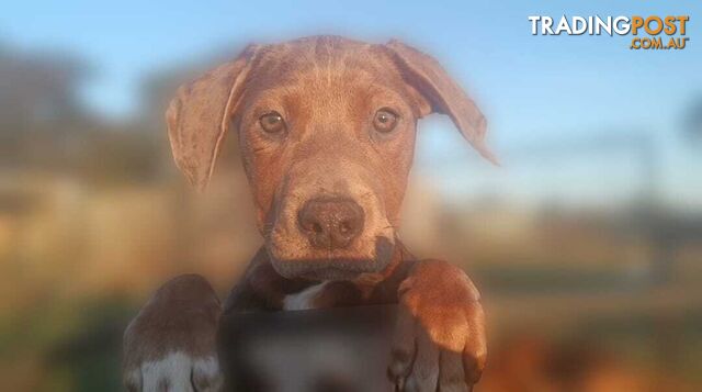 Gorgeous staffy puppies