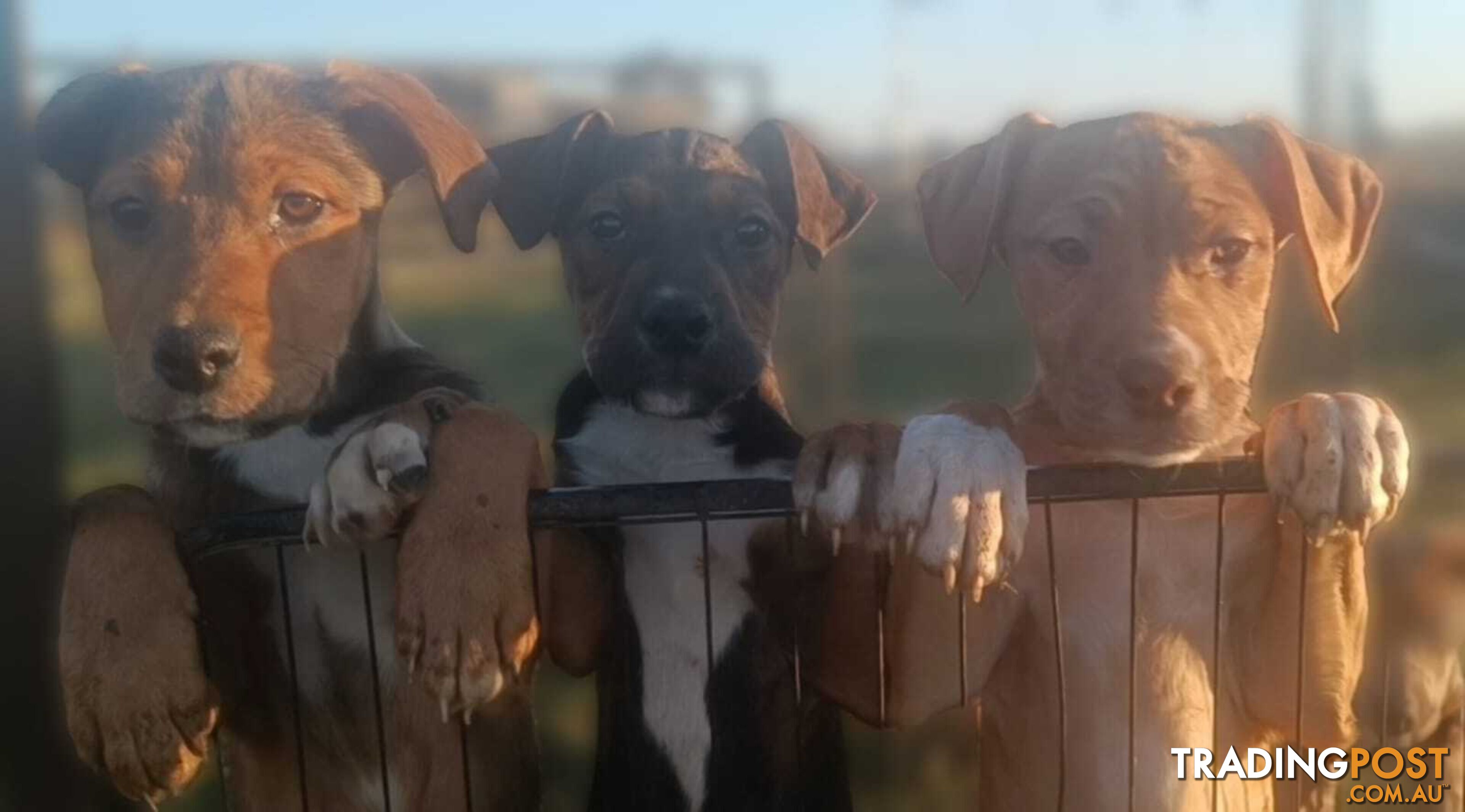 Gorgeous staffy puppies