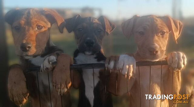 Gorgeous staffy puppies