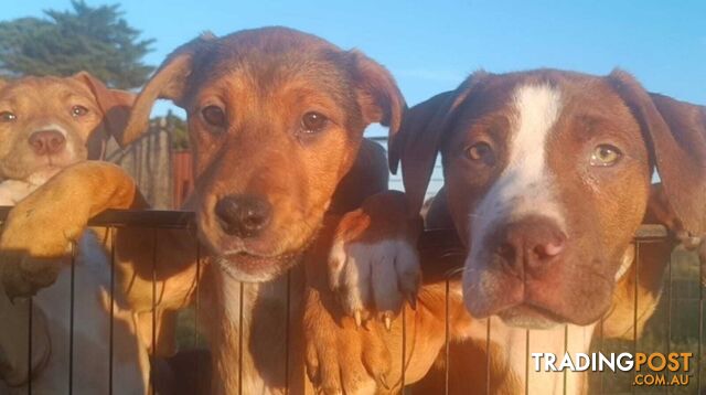 Gorgeous staffy puppies