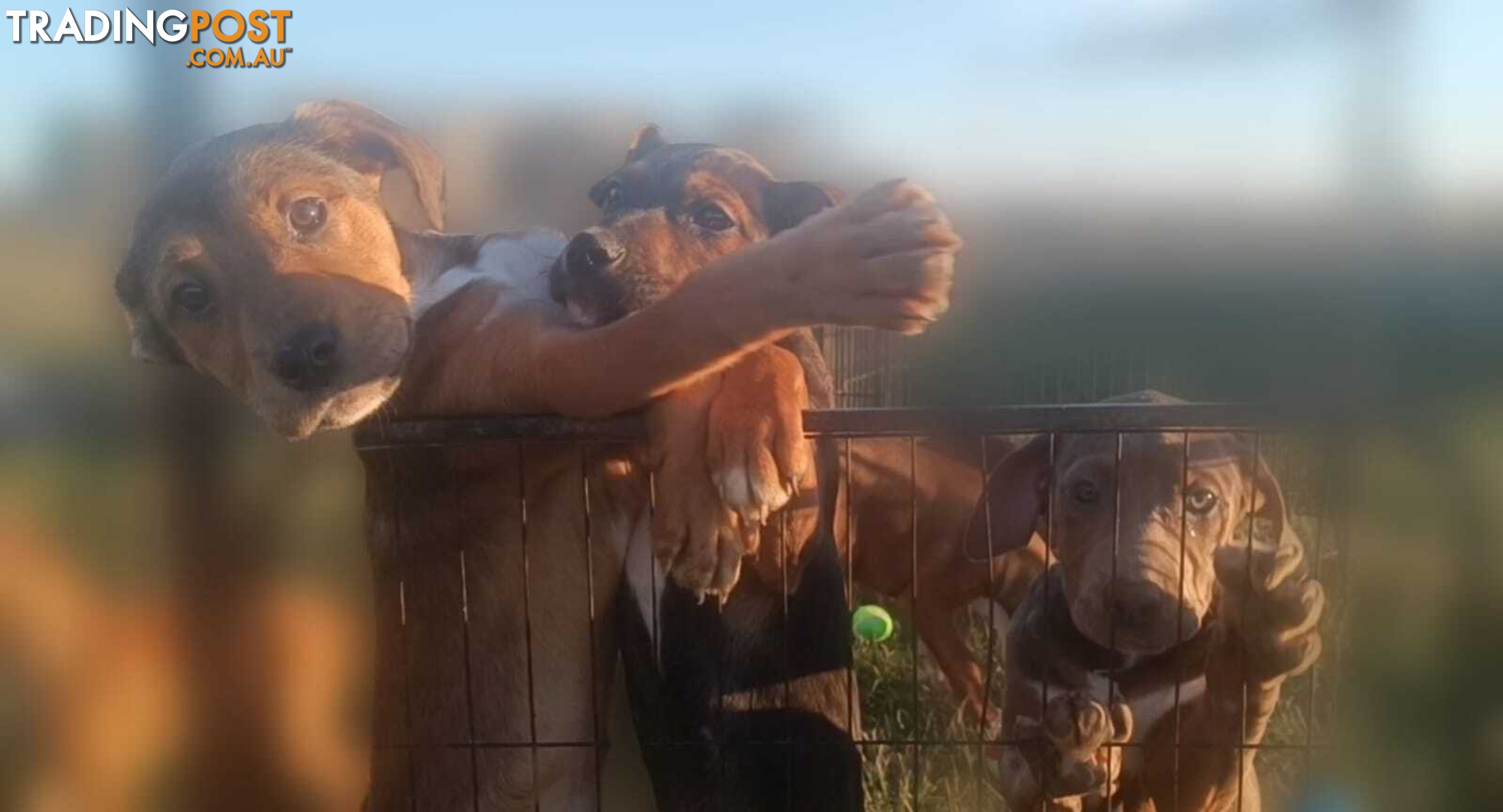 Gorgeous staffy puppies