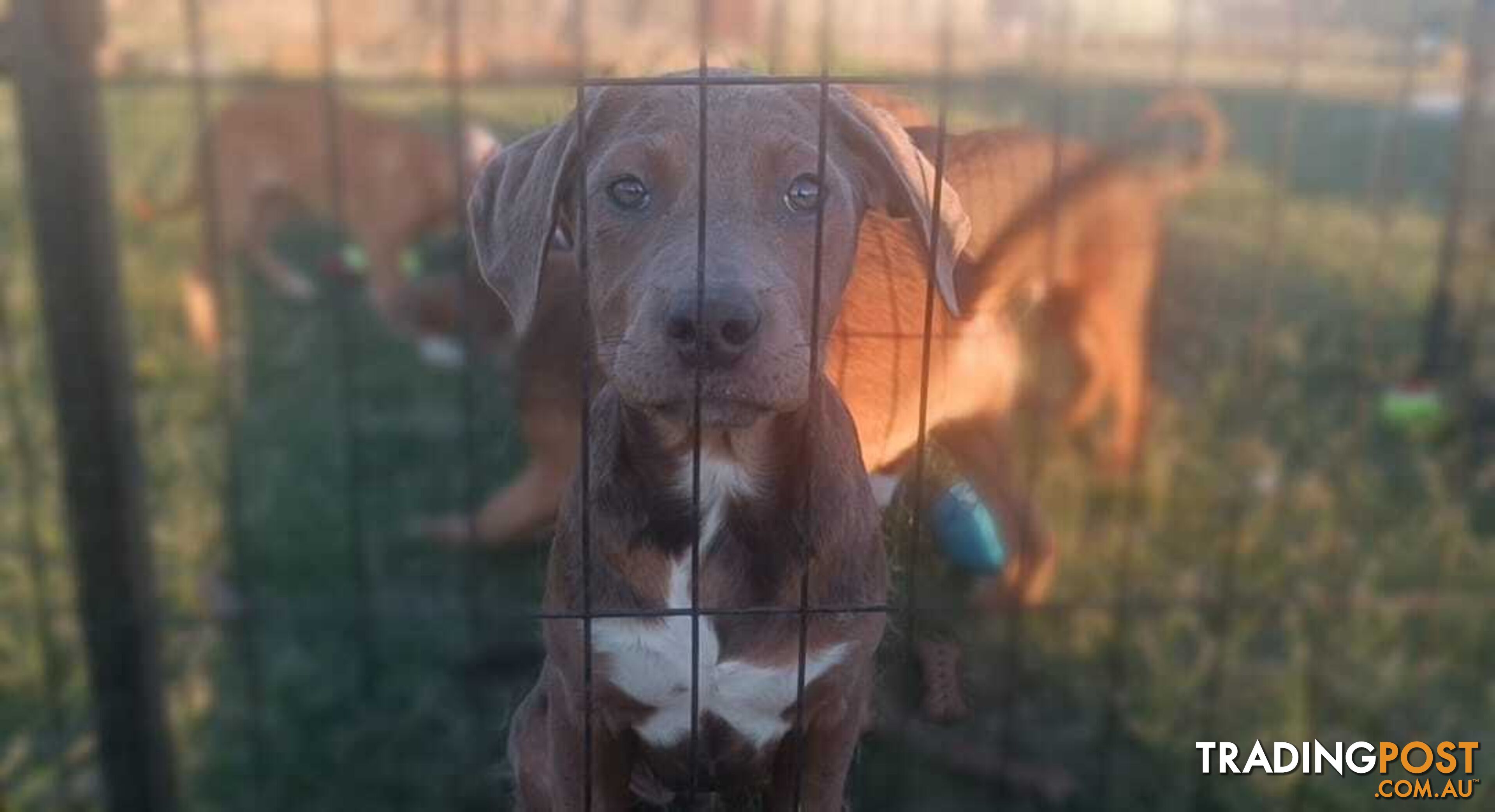 Gorgeous staffy puppies