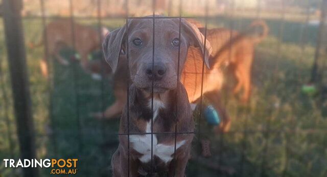 Gorgeous staffy puppies