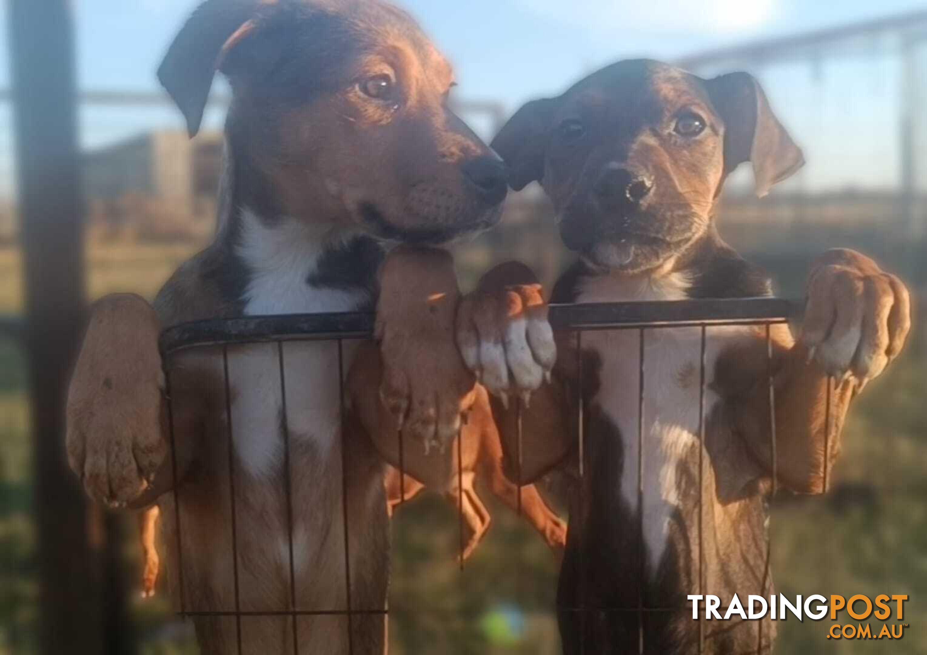 Gorgeous staffy puppies