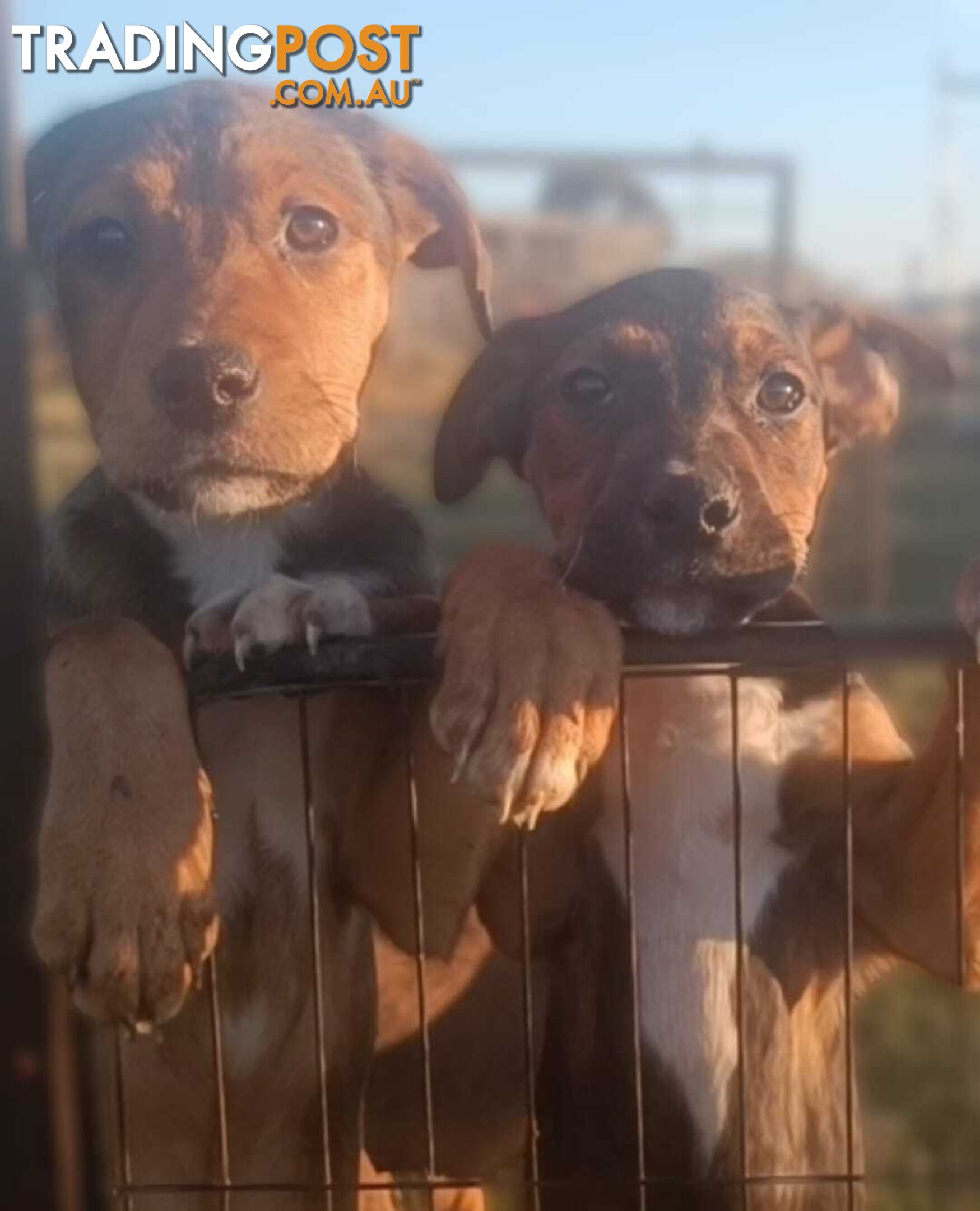 Gorgeous staffy puppies