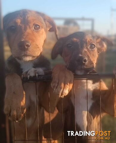 Gorgeous staffy puppies