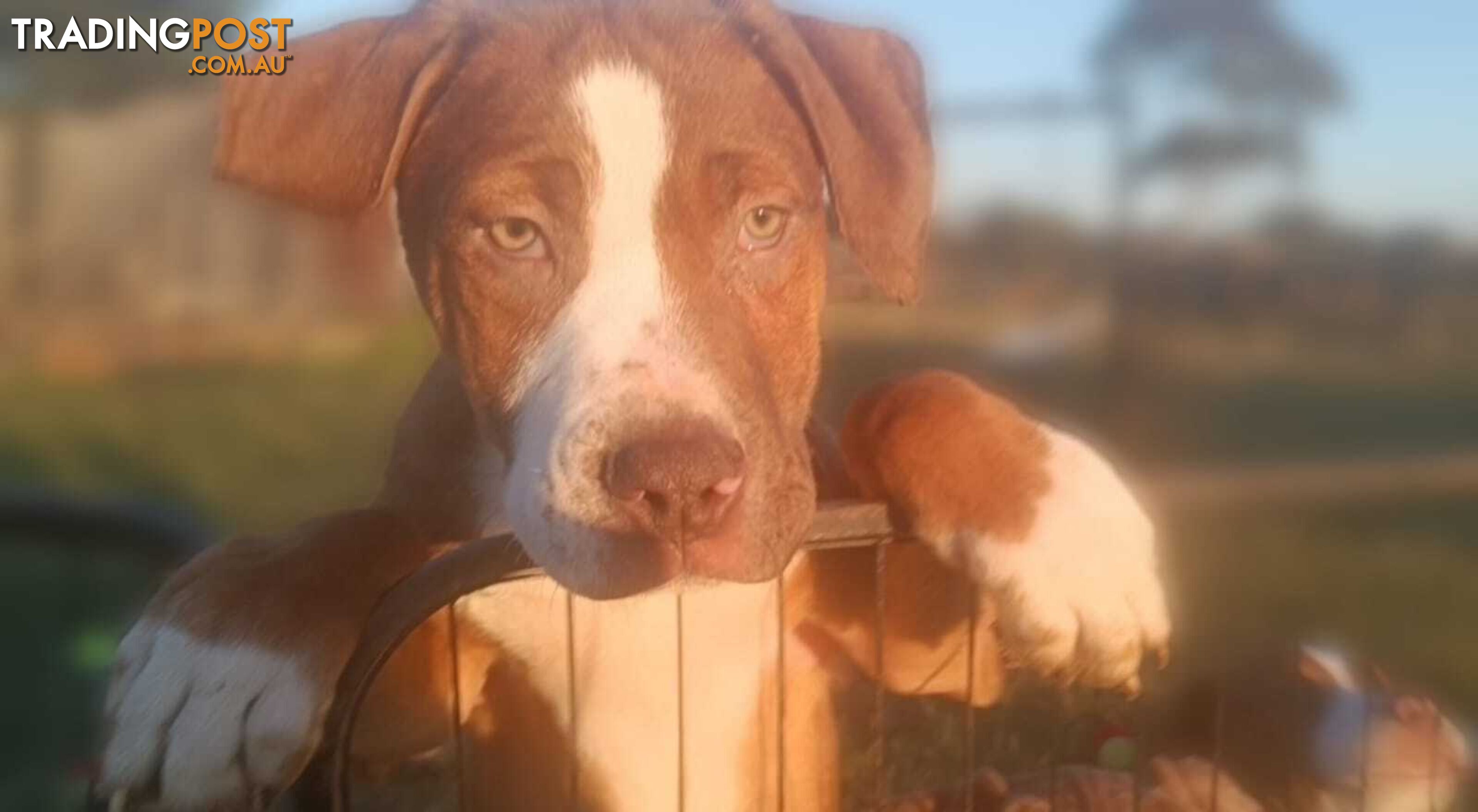 Gorgeous staffy puppies