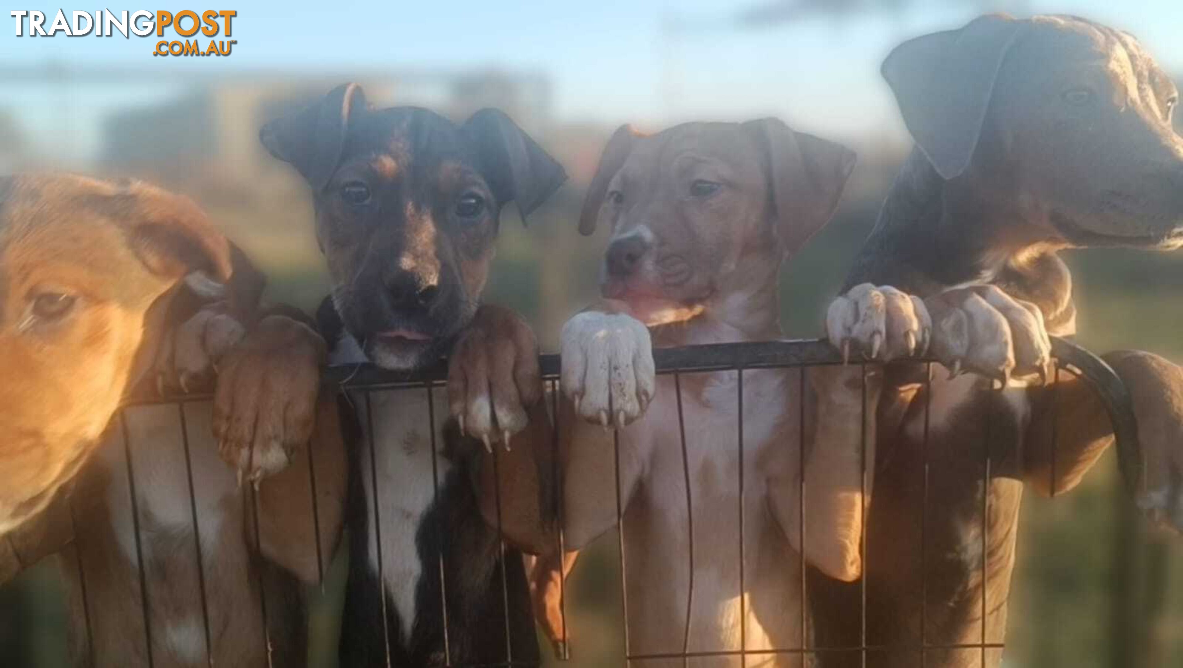 Gorgeous staffy puppies