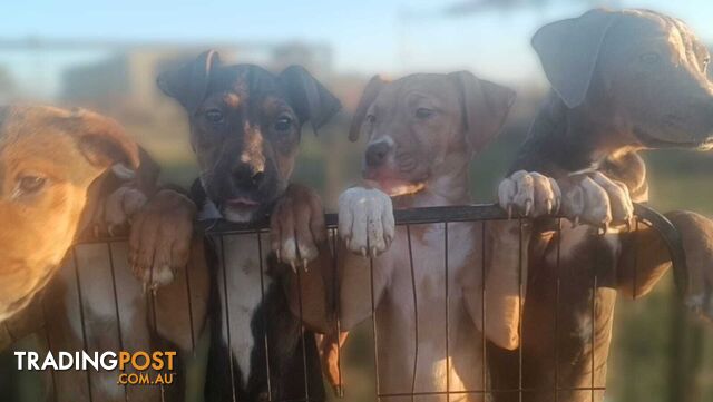 Gorgeous staffy puppies